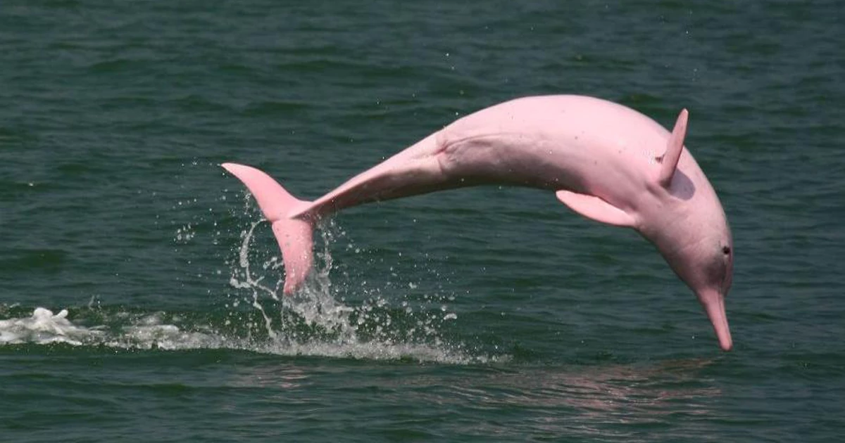 تماشای دلفین صورتی گنگ