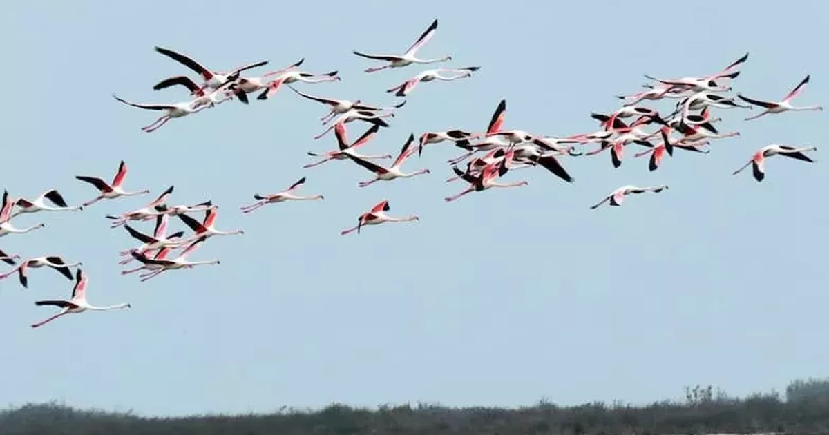 گونههای جانوری تالاب هشیلان