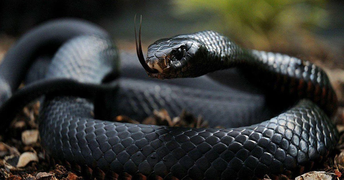 مامبای سیاه