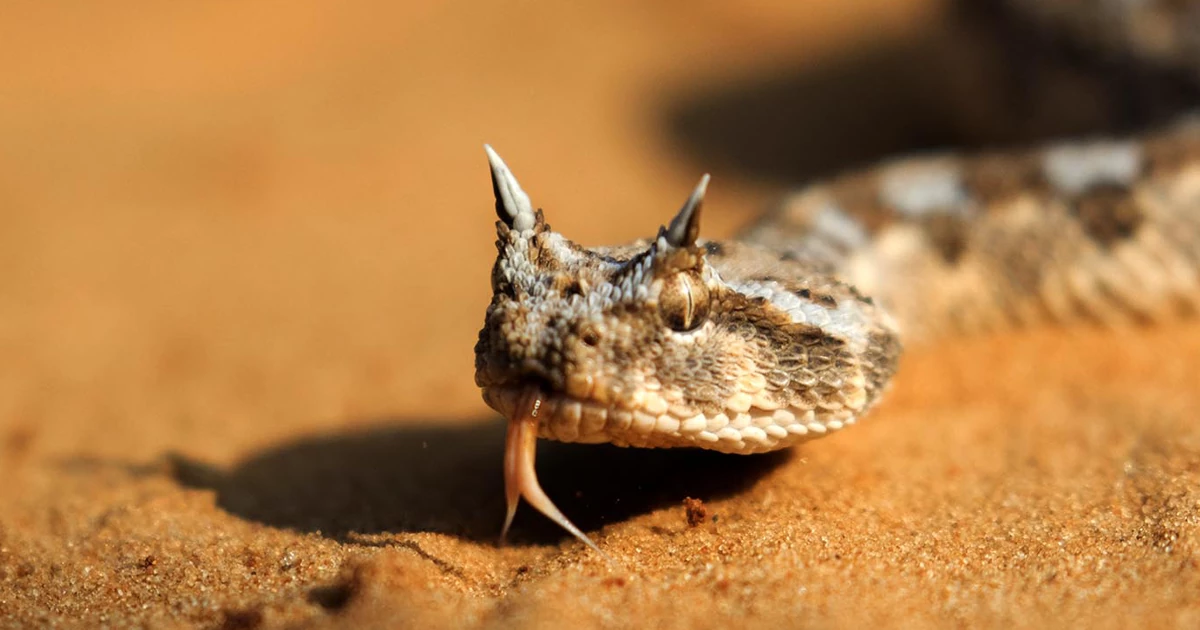 افعی شاخدار خوزستانی