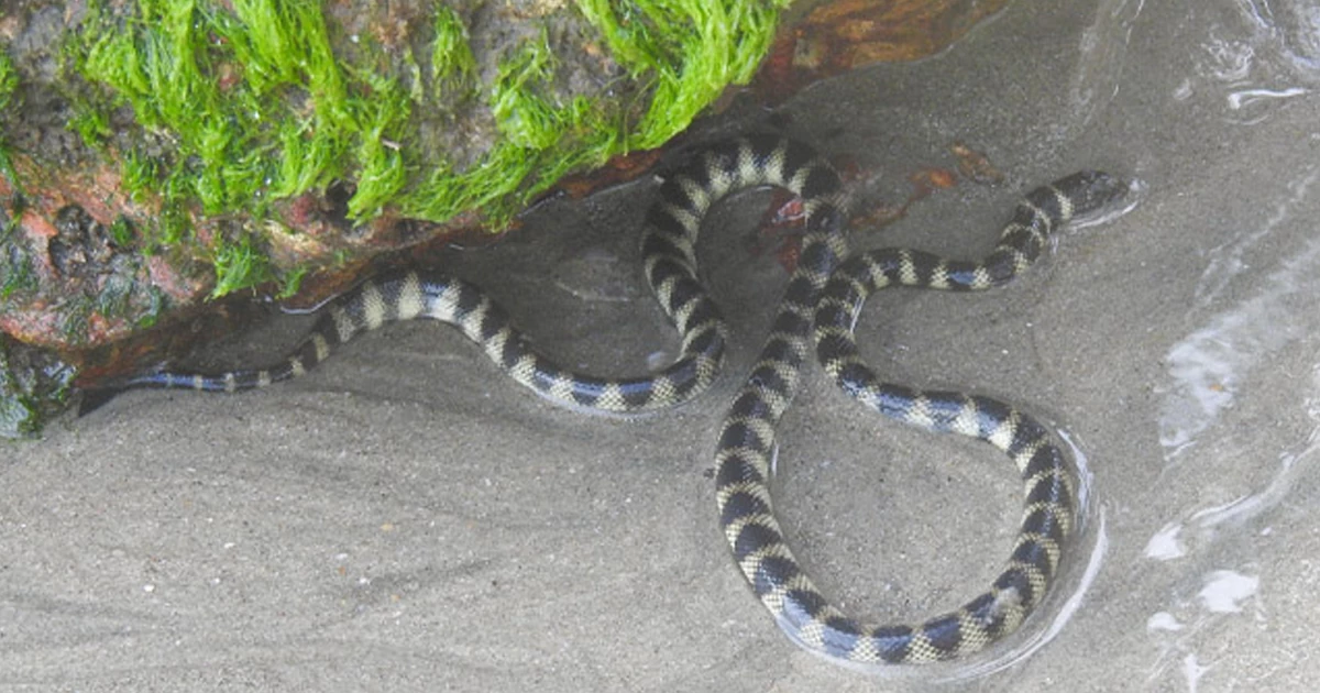 مار دریایی حلقوی