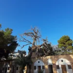 درخت چهارصد ساله تکیه میرفندرسکی اصفهان