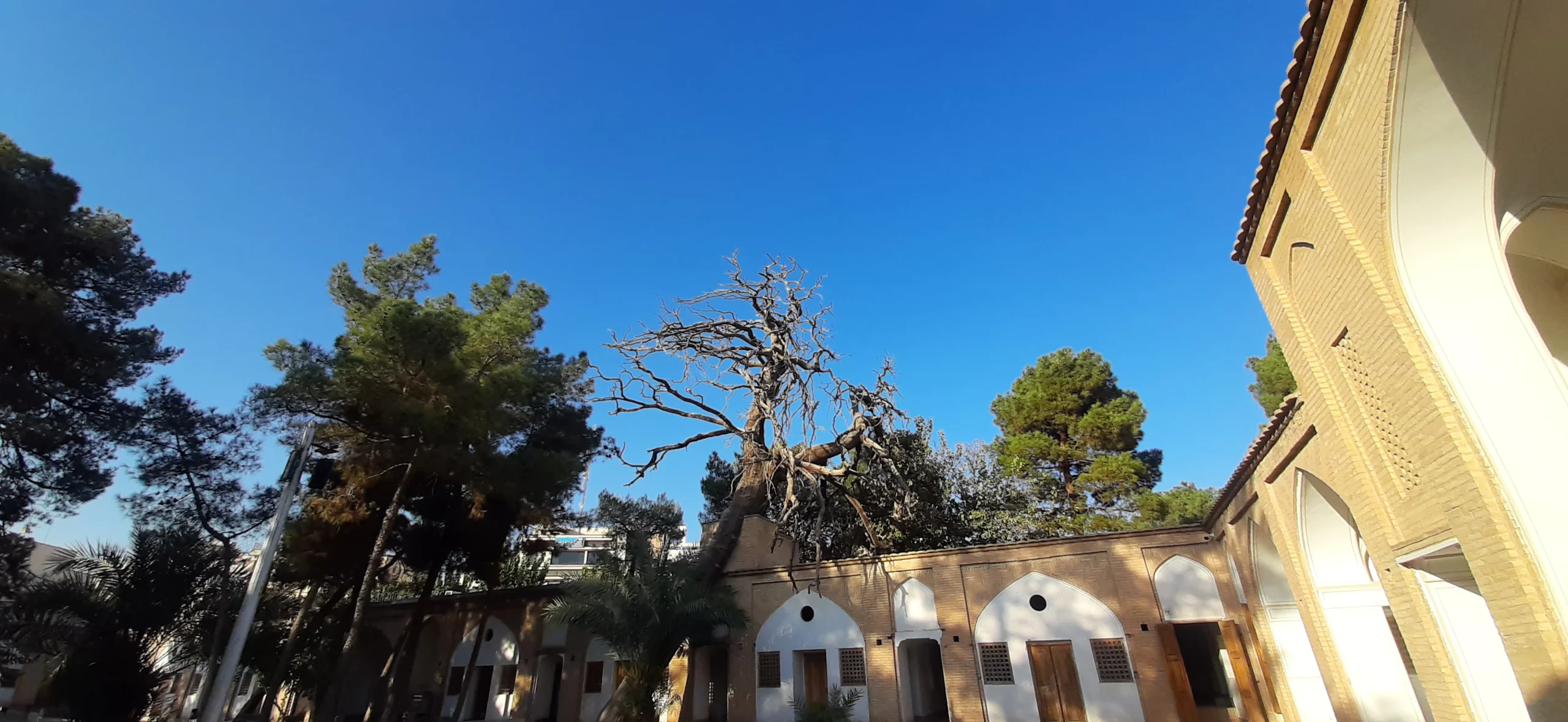 درخت چهارصد ساله تکیه میرفندرسکی اصفهان