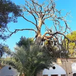 درخت چهارصد ساله تکیه میرفندرسکی تخت فولاد اصفهان